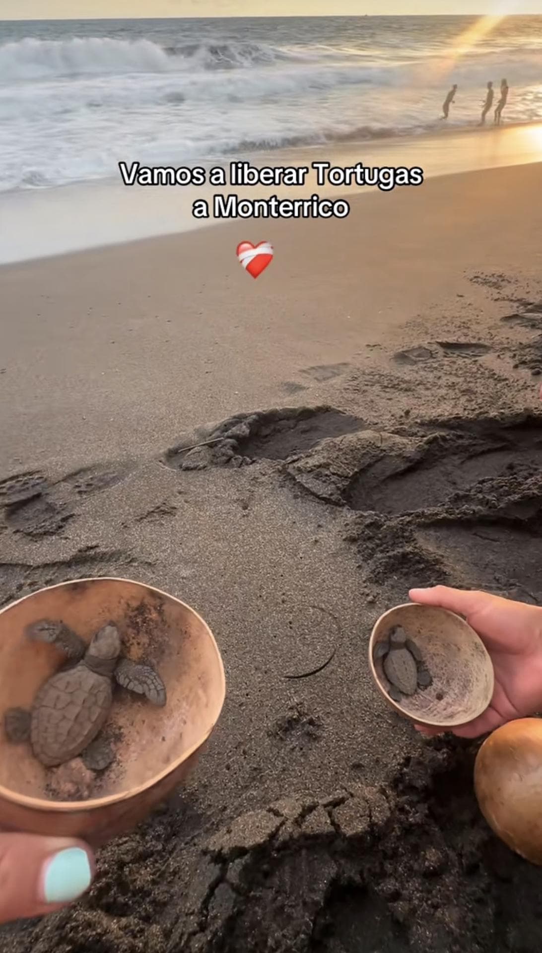 Liberación de tortugas